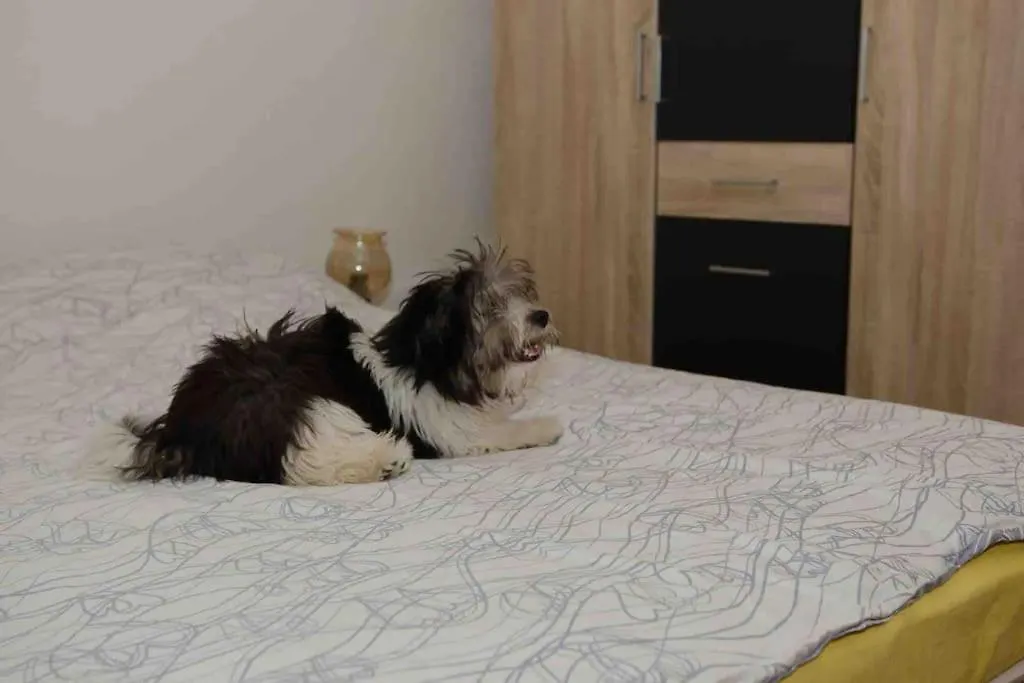 Lovely Vacation House In Old City Cres With Parking Apartment